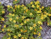 ფოტო ბაღის ყვავილები Goldenstar, მწვანე და ოქროს, Chrysogonum ყვითელი