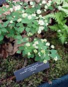 フォト 庭の花 Rueアネモネ, Anemonella thalictroides ホワイト