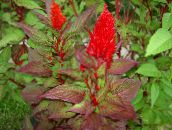 foto Have Blomster Hanekam, Plume Plante, Behængt Amaranth, Celosia rød