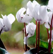 fotografie Zahradní květiny Zasít Chleba Hardy Brambořík, Cyclamen bílá