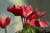 фото Садовые цветы Цикламен европейский, Cyclamen красный