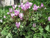 zdjęcie Ogrodowe Kwiaty Cyklamen Europa, Cyclamen liliowy