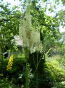 foto I fiori da giardino Bugbane, Candele Fata, Cimicifuga, Actaea bianco