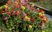 φωτογραφία Λουλούδια κήπου Ζίννια, Zinnia κίτρινος