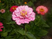 photo les fleurs du jardin Zinnia rose