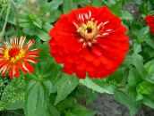 fotografie Záhradné kvety Cínie, Zinnia červená