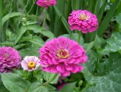 photo les fleurs du jardin Zinnia lilas