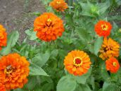 φωτογραφία Λουλούδια κήπου Ζίννια, Zinnia πορτοκάλι