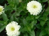 foto Vrtne Cvjetovi Cinija, Zinnia bijela