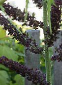 foto Flores de jardín Falso Eléboro, Veratrum negro