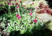 nuotrauka Sodo Gėlės Antennaria, Katės Pėda, Antennaria dioica bordo