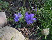 foto Tuin Bloemen Zilverachtige Dwerg Grasklokje, Edraianthus lichtblauw