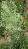 снимка Градински цветове Елегантни Camas, Планинско Смъртни Camas, Zigadenus elegans, Anticlea elegans зелен