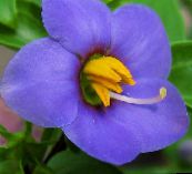 ფოტო ბაღის ყვავილები სპარსული ია, გერმანელი Violet, Exacum affine ლურჯი
