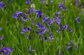 fotografie Záhradné kvety Španielčina Bluebell, Drevo Hyacint, Endymion hispanicus, Hyacinthoides hispanica modrá