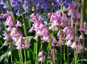 fotografie Zahradní květiny Španělština Bluebell, Dříví Hyacint, Endymion hispanicus, Hyacinthoides hispanica růžový