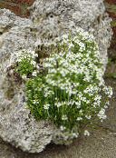 fotografie Záhradné kvety Víla Náprstník, Erinus alpinus biely
