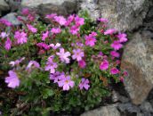 фото Садові Квіти Ерінус, Erinus alpinus рожевий