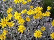 bilde Hage Blomster Oregon Solskinn, Ullen Solsikke, Ullen Daisy, Eriophyllum gul