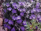 foto Trädgårdsblommor Arktisk Förgätmigej Inte, Alpin Förgätmigej Inte, Eritrichium violett