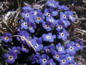 mėlynas Arctic Forget-Me-Not, Alpių Forget-Me-Not