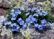 fotografija Vrtno Cvetje Arctic Forget-Me-Ne Alpsko Pozabi-Me-Ne, Eritrichium svetlo modra