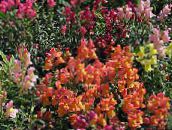 ფოტო ბაღის ყვავილები Snapdragon, Weasel ის Snout, Antirrhinum ფორთოხალი