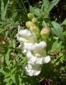 снимка Градински цветове Snapdragon, Муцуната Невестулка, Antirrhinum бял