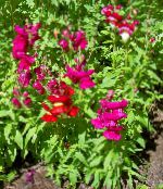 foto I fiori da giardino Snapdragon, Muso Di Faina, Antirrhinum rosso