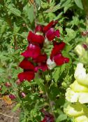 ფოტო ბაღის ყვავილები Snapdragon, Weasel ის Snout, Antirrhinum შინდისფერი