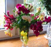 ფოტო ბაღის ყვავილები Snapdragon, Weasel ის Snout, Antirrhinum თეთრი