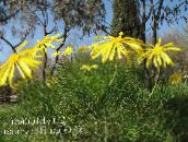 フォト 庭の花 ブッシュデイジー、緑Euryops 黄