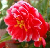 fotografie Zahradní květiny Prérie Hořec, Lisianthus, Texas Bluebell, Eustoma červená