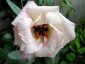foto Flores do Jardim Pradaria Genciana, Lisianthus, Bluebell Texas, Eustoma branco