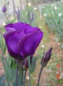 fénykép Kerti Virágok Préri Tárnics, Lisianthus, Texas Kolomp, Eustoma lila