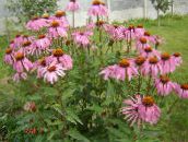снимка Градински цветове Ехинацея, Източната Ехинацея, Echinacea розов