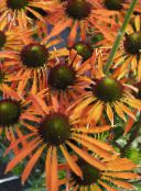 foto Aed Lilled Päevakübara, Ida Päevakübara, Echinacea oranž