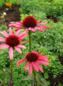 foto Flores de jardín Coneflower, Coneflower Oriental, Echinacea rojo
