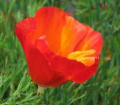 foto Tuin Bloemen California Poppy, Eschscholzia californica rood