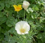 bilde Hage Blomster California Poppy, Eschscholzia californica hvit