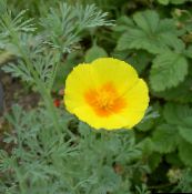 mynd Garður blóm California Poppy, Eschscholzia californica gulur