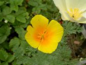 fotografija Vrtno Cvetje California Mak, Eschscholzia californica oranžna