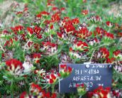 fotografie Záhradné kvety Obličky Hrachor, Prsty Dámske, Anthyllis červená