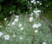 fotografie Záhradné kvety Snow-In-Lete, Cerastium biely