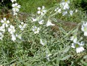 照片 园林花卉 雪在夏季, Cerastium 白