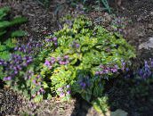 ფოტო ბაღის ყვავილები Lamium, მკვდარი ჭინჭრის იასამნისფერი
