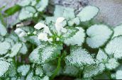 foto Have Blomster Lamium, Døde Brændenælde hvid