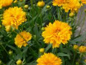 zdjęcie Ogrodowe Kwiaty Bylina Coreopsis żółty