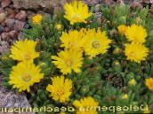снимка Градински цветове Харди Лед Растителна, Delosperma жълт