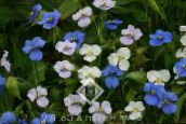 fotografie Zahradní květiny Den Květina, Spiderwort, Vdovy Slzy, Commelina bílá